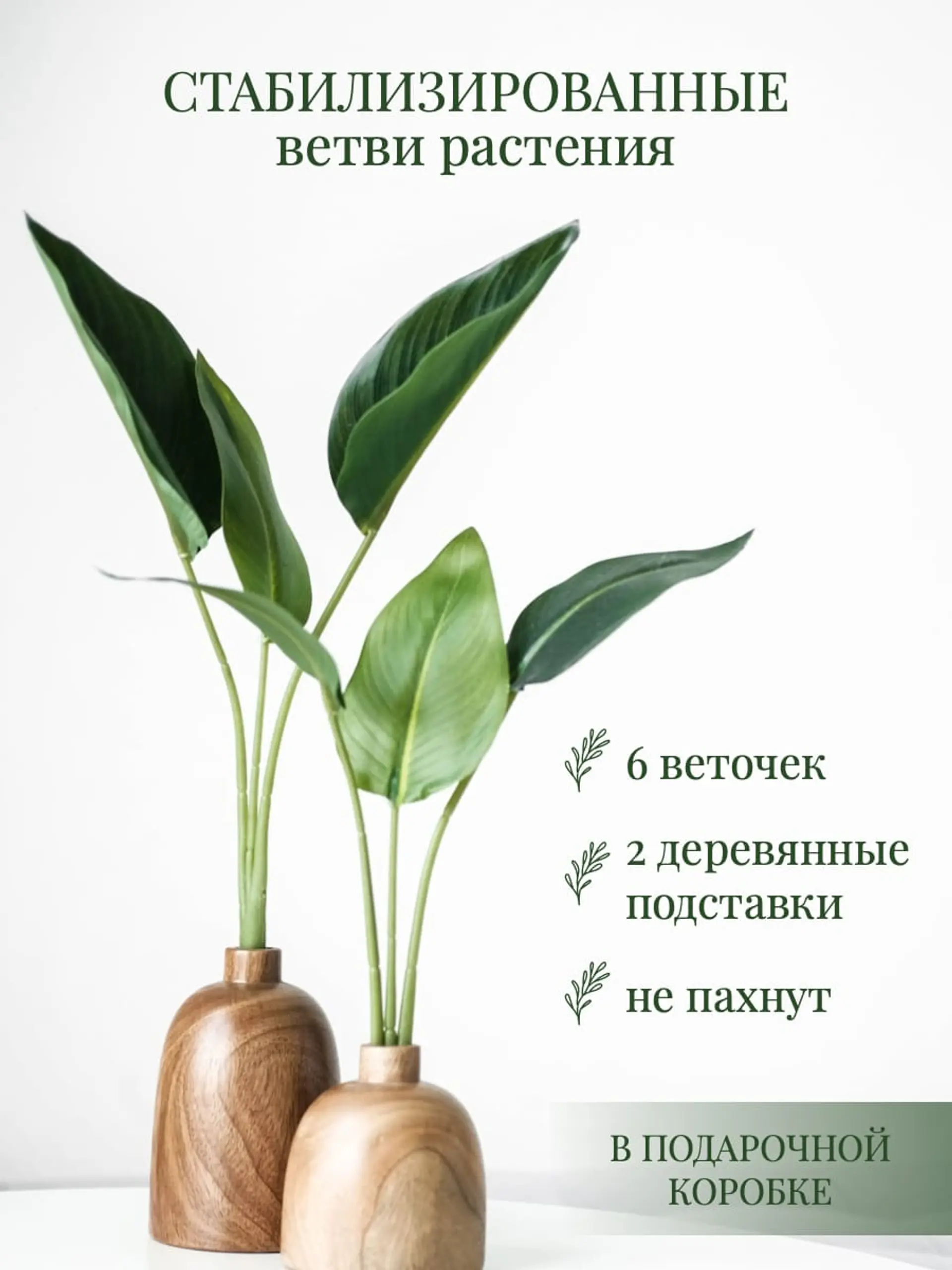 Домашнее растение инфографика страница 1